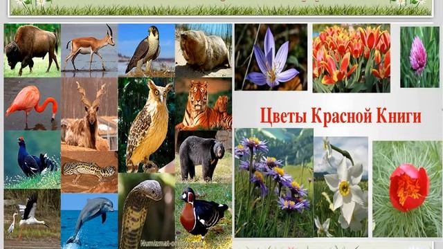 ЧТО ТАКОЕ КРАСНАЯ КНИГА РОССИЙСКОЙ ФЕДЕРАЦИИ\ОХРАНА ПРИРОДЫ