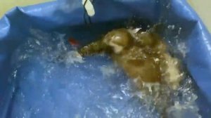 Веселая возня выдр или "Битвы до упаду")) | Домашняя выдра.