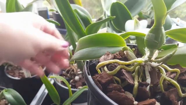 Cattleya and Laelies - моя коллекция смотреть онлайн