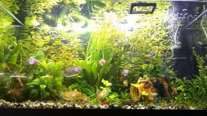 кормление, рыбок вторая часть.AVI