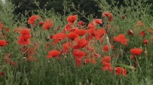 Красные маки, горькая память земли...