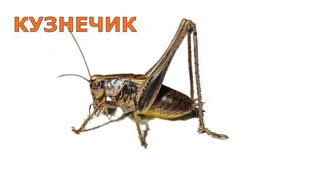 Насекомые для детей. Развивающее видео. HD.