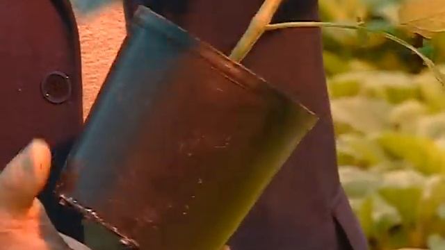 Все секреты выращивания рассады томата от агрофирмы "Агросемтомс"