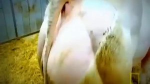 Супер коровы и быки - порода гигантов