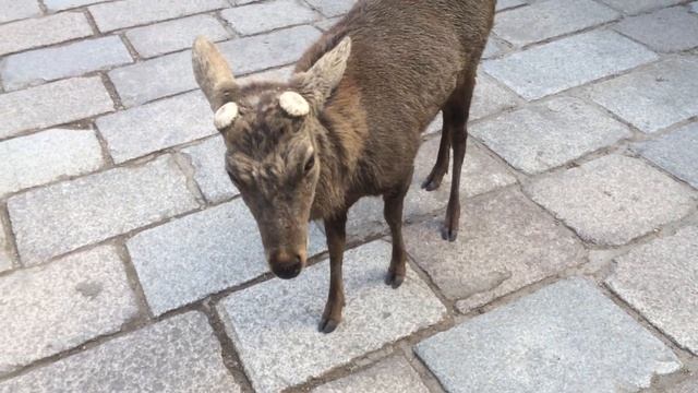 Олени кланяются за корм. Нара, Япония. смотреть онлайн
