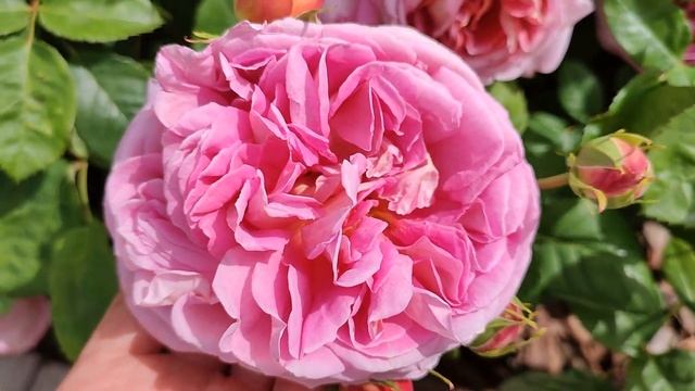 Роза Индевор. Английские розы в Подмосковье смотреть онлайн