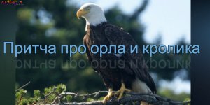 Притча про орла и кролика