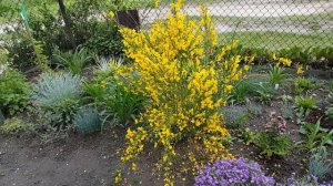 Посмотрите как цветёт ракитник. Cytisus .