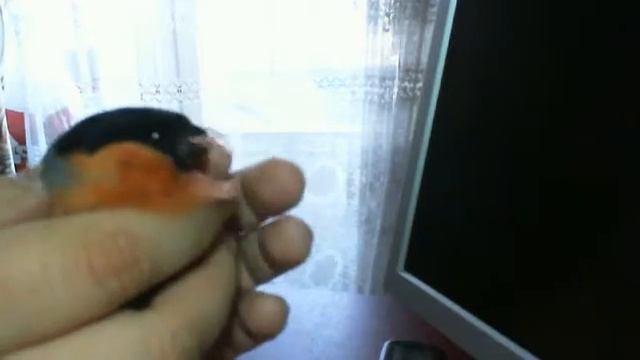 Снегирь 2013 смотреть онлайн