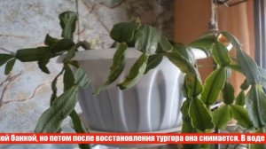 Способы размножения декабриста (шлюмбергеры) в домашних условиях