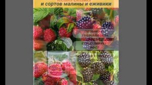 Чем я удобряю Ежевику и Малину ??? Нашёл хорошее Белорусское удобрение от ЮНАТЭКС.