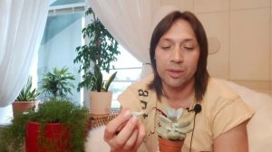 Красивый Флорариум , Калоцефалус Австралийская красавица гвоздь программы , легко и быстро ,