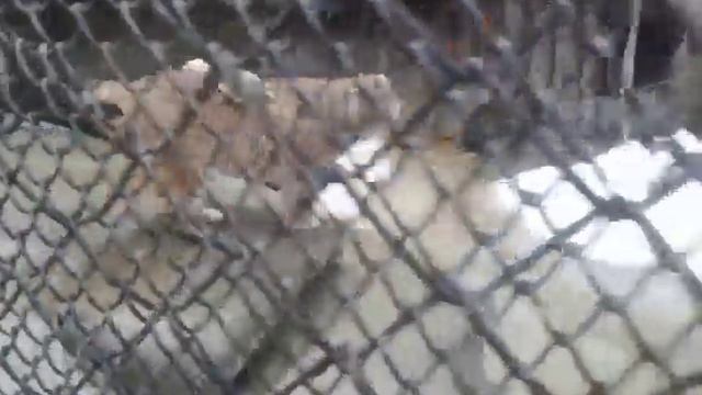 Влог! Зоопарк # 1 часть смотреть онлайн