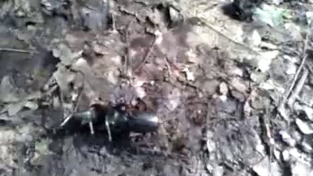 Бой жуков оленей или как их ещё называют рогачей смотреть онлайн