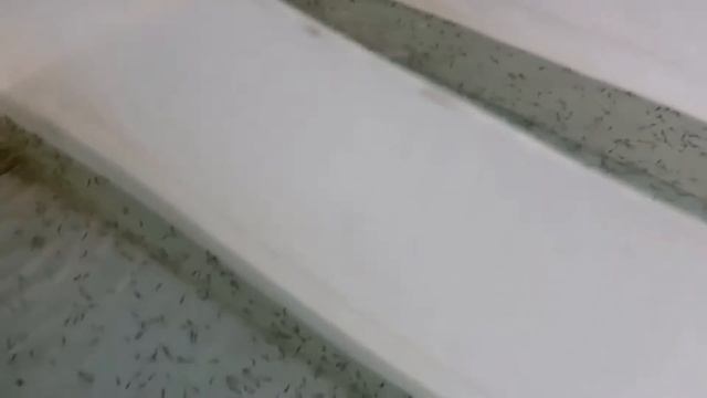 Разведение осетровых: личинки бестера и русско - ленского осетра в лотках на 5 день после выклева. смотреть онлайн