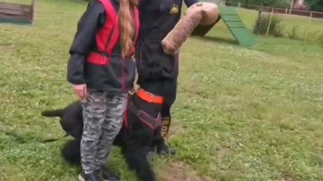 Русский Чёрный Терьер Южная Ночь Ясави Дочь с ПМ. Подготовка у сдаче норматива ЗКС. Лето, 2020 г. смотреть онлайн