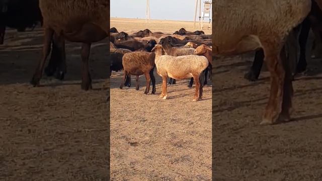 Маточное поголовье смотреть онлайн