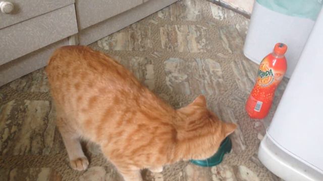 Котик ест лазер или как заставить попить своего кота) смотреть онлайн