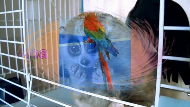 Животные джунглей смотреть онлайн