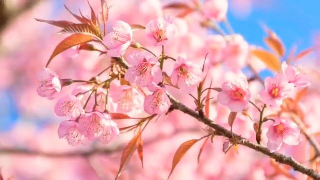 Pankh Hoti Toh Ud Aati Re Flute Ringtone|Best Flute Ringtone|Feat Pravin Godkhindi смотреть онлайн