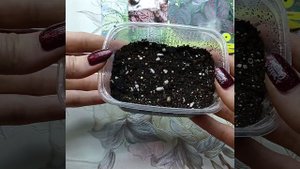 ГИПОЕСТЕС. ОБЗОР СЕМЯН. ПОСЕВ НА РАССАДУ. ПЕРВЫЕ ВСХОДЫ ???#цветы #flowers #посевная #садвцветах