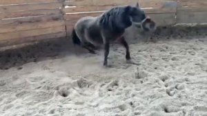 Кск зеленый остров. Где конь не валялся.