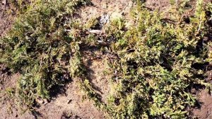 В РАЗНЫХ ПИТОМНИКАХ РАЗНЫЕ МОЖЖЕВЕЛЬНИКИ "БЛЮ ФОРЕСТ"?♀️