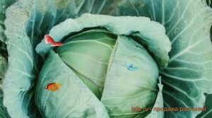 Капуста белокочанная Москвовская поздняя ? обзор: как сажать, семена капусты Москвовская поздняя