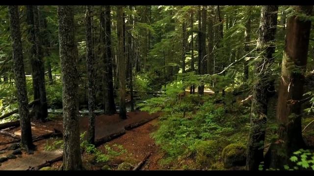 Потрясающие виды природы,пение птиц под расслабляющую нежную музыку для сна,отдыха релакса смотреть онлайн