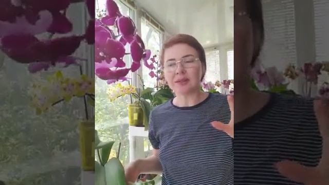 Хот Кисс. Видеообзор и Особенности сорта) смотреть онлайн