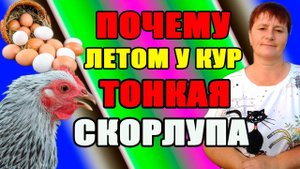 Почему летом у кур тонкая скорлупа. Как решить эту проблему.
