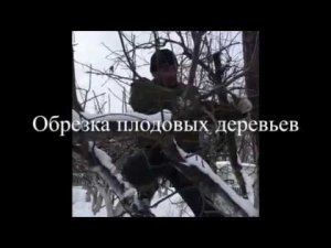 Обрезка плодовых деревьев