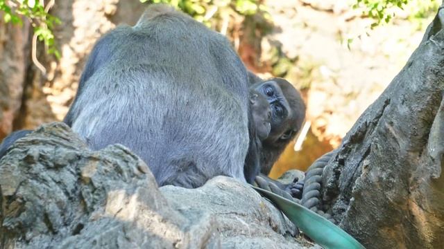 Gorilla Taxi?? Baby gorilla Sumomo likes to ride on her mom's back | Gorilla Haoko Family смотреть онлайн