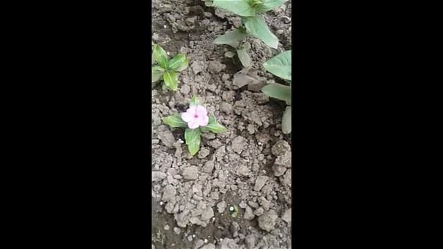 Катарантус в саду. уход за катарантусом.