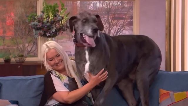 Аномально Большие Животные, в Существование Которых Сложно Поверить смотреть онлайн