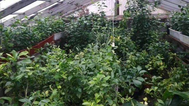 Траншейна теплиця у день Святого Миколая