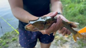 Щука на донку, на сало. Сом,лещ.Рыбалка на донки. Два дня на реке с семьей.