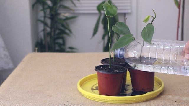 Am plante noi ca Philodendron, Scindapsus si niste mure смотреть онлайн