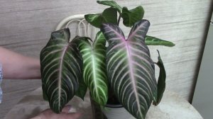 Ксантозома Линдена.