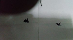 стол для пристрелки прицела винтовки  ИЖ60 МР60 МР61