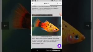 Виды и разновидности пицилий