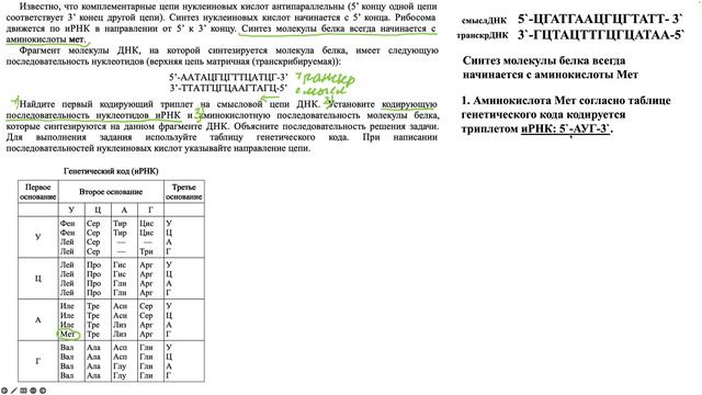 Задача на биосинтез белка, определение кодирующей последовательности нуклеотидов 52704. смотреть онлайн