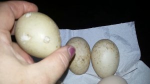 Мускусные утки. Мягкая скорлупа у Яйца. /Musk ducks.  Soft eggshell.