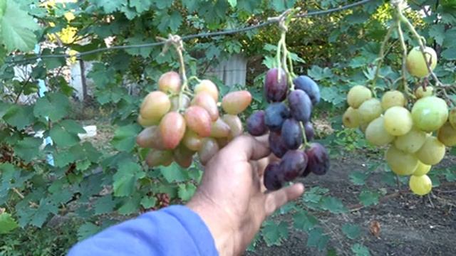 ГФ винограда Николя Микеланджело Донателло Бонапарт Памяти Шалимова Бурдак А В 2019 смотреть онлайн