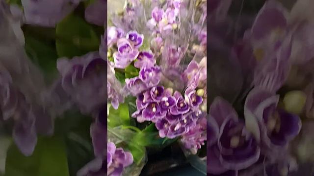 Видеообзор фаленопсиса мутанта мини