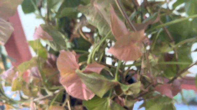 Syngonium Pink Allusion #kabayanamor #shortsfeed #indoorplants #propagation смотреть онлайн