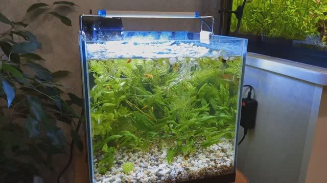 Меченосец Санта-Клаус на нерест #NIK_72 смотреть онлайн