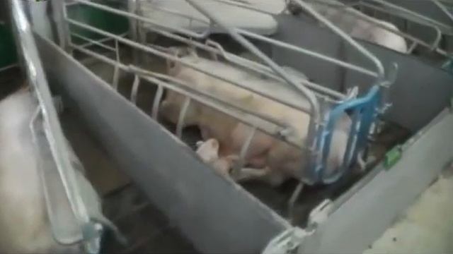 Неместные поросята смотреть онлайн