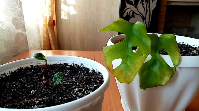 Цветы-малыши, часть 1-я ? смотреть онлайн