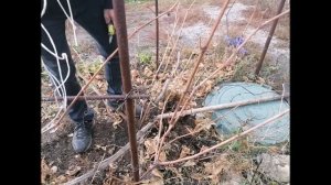 Обрезка запущенного винограда осенью